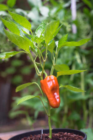 Compact Cubanelle pepper plant with leafy background and ripen sweet chili fruit at homestead garden...