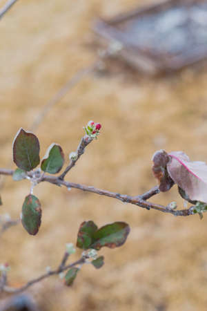 Frost on apple flower and buds with brown grass background at garden near Dallas, Texas, America. Damaged homegrown fruit tree by icicles, icy frosty cover after severe winter stormの写真素材