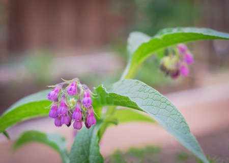 Blooming true comfrey flower (Symphytum officinale) on raised bed garden near Dallas, Texas, America. A genus of flowering and medical herbal plants in the borage family Boraginaceaeの写真素材