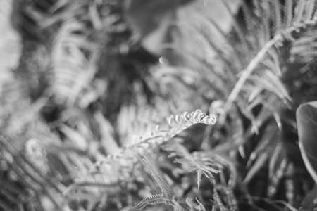 Fine art Black and White view of ferns floral and blanket background on a sunny day at the countryside of Vietnam. Natural dense thickets of beautiful growing ferns in forestの写真素材