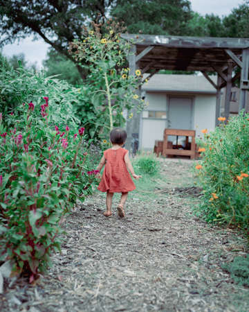 Toned photo rear view happy Asian toddler girl in dresses walking along pollinator garden near Dallas, Texas, America. Colorful seasonal flower blooming, kids field trips student tour activitiesの写真素材