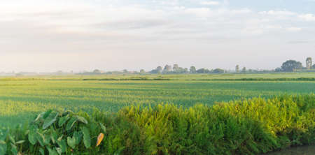 Panorama view rice field, taro leaves and cloud blue sky at the countryside in Thai Binh province, North Vietnam. Peaceful rural town landscape, agriculture growing zoneの写真素材