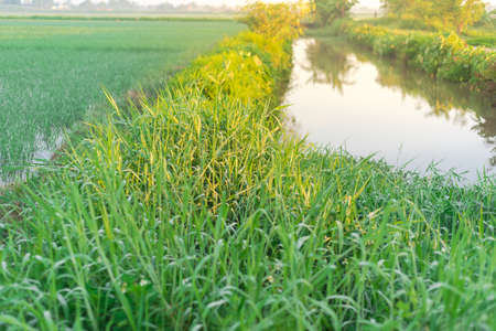 Small canal river next to the rice field at early morning in Thai Binh province, North Vietnam. Peaceful rural landscape with taro leaves, grass and cloud blue sky. Agriculture growing zoneの写真素材