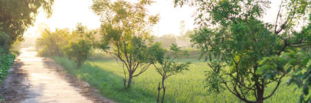 Panorama beautiful sunrise on small concrete pathway next to a rice field in rural town of Thai Binh province, North Vietnam. Peaceful countryside landscape Indochina agriculture growing zoneの写真素材
