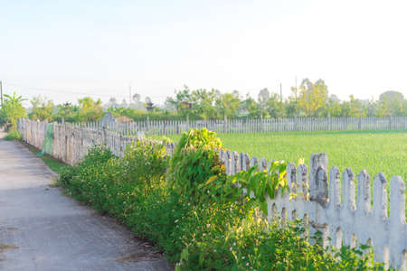 Concrete fence picket surrounds rice field in rural town of Thai Binh province, North Vietnam. Peaceful countryside landscape in Indochina agriculture growing zoneの写真素材