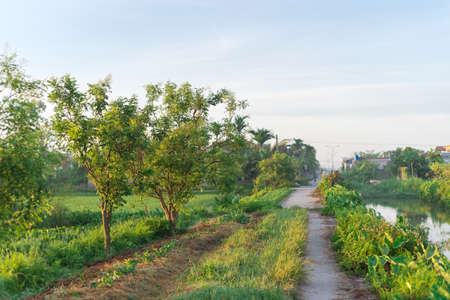 Riverside concrete pathway next to a rice field in rural town of Thai Binh province, North Vietnam. Peaceful countryside landscape in an Indochina agriculture growing zoneの写真素材