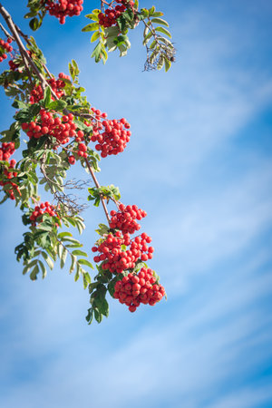Close up Rowan tree or mountain ash branch with green leaves and abundant of red berries under cloud blue sky in Anchorage, Alaska. Sorbus trees ornamental shrubs in genus of rose familyの写真素材