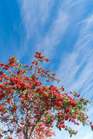 Bountiful Rowan tree or mountain ash with load of red berries and green leaves under sunny cloud blue sky in Anchorage, Alaska. Sorbus trees ornamental shrubs in the genus of rose familyの写真素材