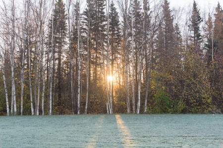 Sun poking through forest of Alaska white birch or paper birch in early morning in Anchorage, Alaska. Crown narrow, oval with branches slender, stiffly upright and color full fall foliage green grassの写真素材