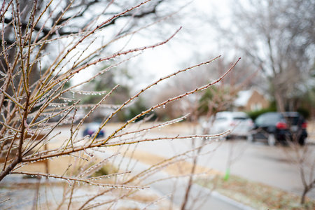 Dormant tree branches covered in frosted icicle near sidewalk at front yard garden near Dallas,...