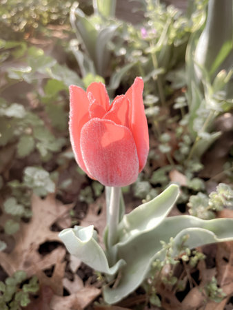 Toned photo close-up single red tulip flower blooming in early morning light with dews at backyard...