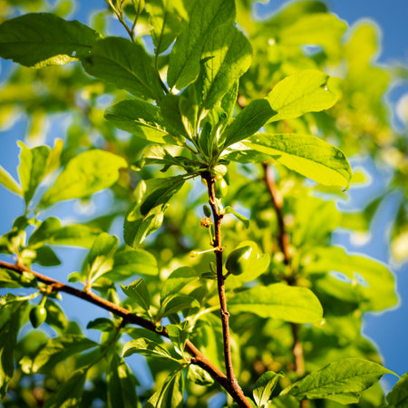 Lookup view small branch of plum tree with young fruits, green leaves foliage under clear blue sky...