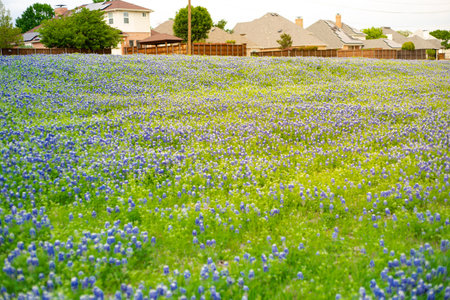 Beautiful blossom Bluebonnet field near suburban houses with solar panel roofing, tall wooden fence at outskirts of residential neighborhood near Dallas, Texas, USA. Blooming state flower blanketの写真素材