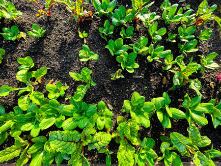 Organic Swiss chard, Bok choys, radishes cool weather crops leafy greens plants mixed growing good...