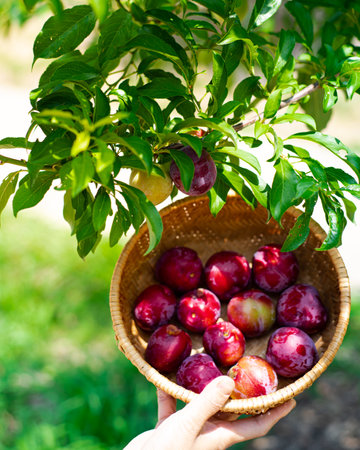 Asian lady hand lifting a round bamboo basket full of ripen Japanese plums and green foliage leaves background at home garden fruit orchard near Dallas, Texas, America. Organic plums harvest concept