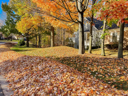 Beautiful fall foliage maple trees and large pile at front yard ready for curbside collection pickup...