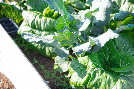 Broccoli and Chinese cabbage Bok Choy plants growing on metal raised garden bed, Dallas, Texas, USA,...