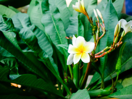 Close-up white and yellow Frangipani Plumeria rubra flower blooming in Vietnam, originate from tropical subtropical South America, blossom popular Hoa Su with green vein foliage background. Natureの写真素材