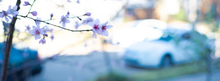 Panorama blossom peach flower at front yard garden suburban home, blurry residential street...