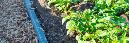 Panorama potato plants growing on wooden raised bed with rich compost and mulch at community garden...