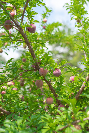 Abundant of ripe Chinese plum on tree branch with green foliage leaves under sunny cloud blue sky at home garden fruit orchard in Dallas, Texas, load of Asian plums ready to harvest, homegrown. USAの写真素材