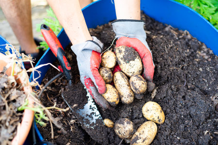 Top view fresh harvested White Kennebec potatoes in Asian man hands with nitrile gloves, trowel tool on 55-gallon plastic barrel at backyard garden in Dallas, Texas, homegrown organic tubers. USAの写真素材