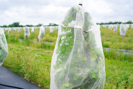 Close-up mesh cover on young citrus plants to prevent Asian citrus psyllid ACP spreading greening disease at grapefruit orchard in Hargill, South Texas, agricultural weed barrier, drip irrigation. USAの写真素材