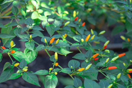 White flower, ripe yellow red tabasco pepper fruits ready to harvest at garden in Coppell, Texas,...