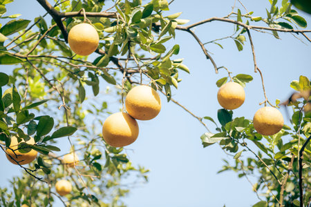 Yellow grapefruit tree load of ripe yellow pomelos under clear blue sky ready to harvest in Hanoi,...