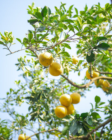 Yellow grapefruit tree load of ripe yellow pomelos under clear blue sky ready to harvest in Hanoi,...
