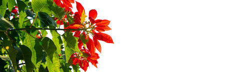 Panorama view blooming poinsettia bush isolated on white background in Vietnam, tropical flowers well known for red and green foliage widely used in floral displays, perennial plant. Asiaの写真素材