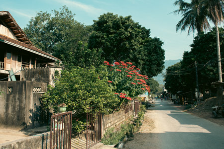 Narrow alley street in front of traditional wooden stilt house blossom poinsettia bush front yard stone wall of at Mai Chau village, Hoa Binh, Vietnam, tall red flower plant blue sky rural town. Asiaの写真素材