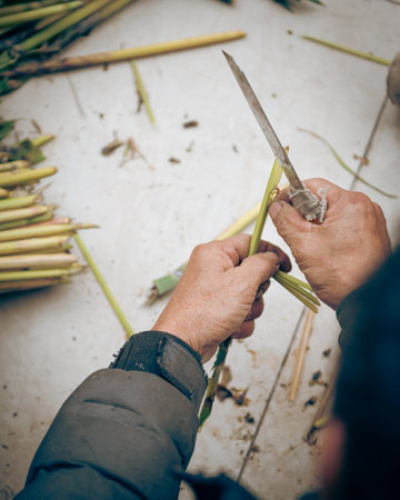 Harvesting Crambid Moth or Brihaspa atrostigmella from Thysanolaena latifolia or Tiger grass,...