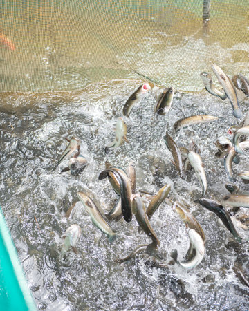 School of snakehead fish jumping off the surface when feeding at fish farm show tour in Con Son, Can...