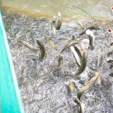 Close-up school of snakehead fish jumping off the surface when feeding at fish farm show tour in Con Son, Can Tho, fishes are trained to jump high on sound feeder signal, ecotourism activity. Vietnamの写真素材