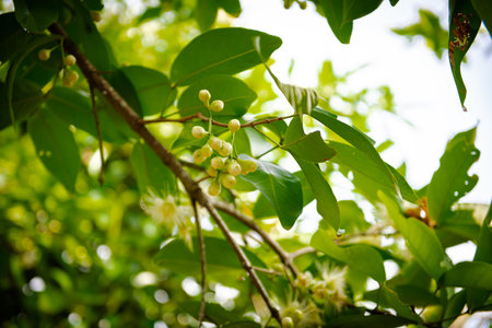 Sunny sky over cluster of blooming Syzygium samarangense or java apple flowers, buds, young fruits on tree branch leaves at fruit orchard in My Khanh, Can Tho, Vietnamの写真素材