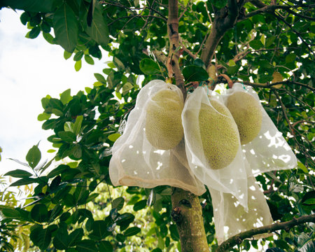 Upward view cluster of jackfruits inside white polypropylene protection bag with room to growth at...