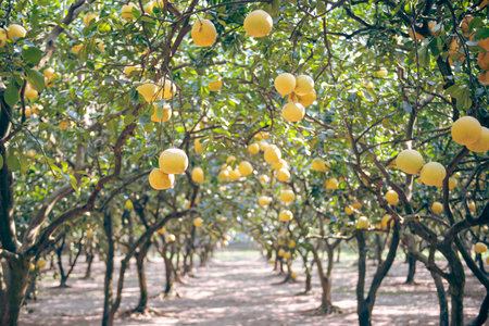 Sunlight over row of abundant grapefruit trees load of ripe yellow pomelos ready to harvest in Hanoi, hanging Dien citrus heirloom grapefruit fruits homegrown backyard organic farming garden. Vietnamの写真素材