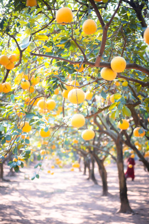 Endless row of abundant grapefruit trees loads of ripe yellow pomelos ready to harvest, hanging...