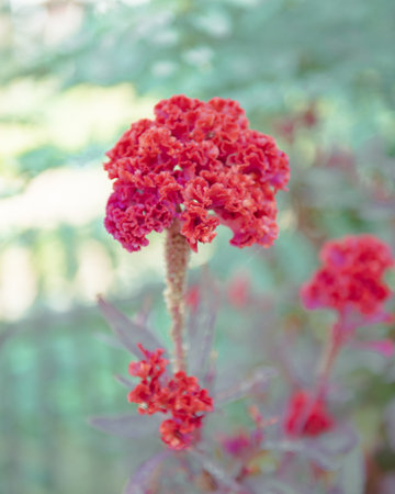 Blurry bamboo fence and blooming Celosia, woolflowers or cockscomb flower in highland Mai Chau, Hoa Binh, Vietnam, resemblance to the comb on rooster vibrant bloom with unique comb-like shape. Asiaの写真素材