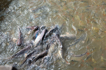 Large surface circle of Pangasius bocourti Vietnam basa fish or swai at water surface boat fish farm...