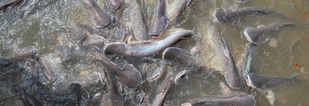 Panorama view ready to harvest Pangasius bocourti Vietname basa fish swai at water surface boat fish...
