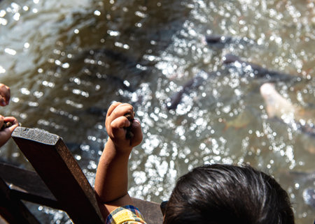 Baby hand throwing feed to dense gathering of Pangasius bocourti Vietname basa fish or swai at water surface boat fish farm aquaculture along Mekong River Can Tho, Vietnam.の写真素材