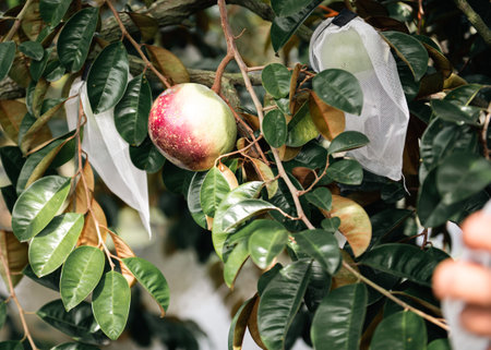 Ripe ready to harvest and green Chrysophyllum cainito star apple fruits in white polypropylene...