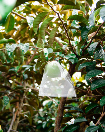 Upward view green Chrysophyllum cainito star apple fruits in white polypropylene protection bag at organic grown fruit orchard in Can Tho, VN, anti-insect proof, netting breathable, reusable bag. Asiaの写真素材