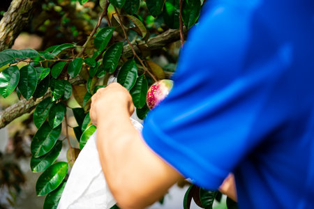 Rear view Asian hand using white polypropylene protection bag to shield ripe, green Chrysophyllum cainito star apple at organic grown fruit orchard, Can Tho, Vietnam, anti-insect proof, netting. Asiaの写真素材