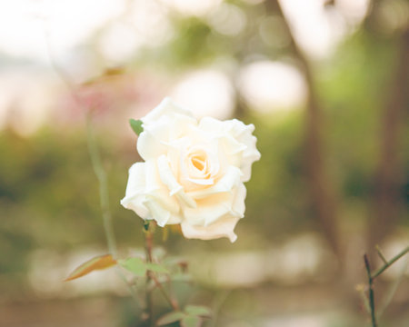 Creamy white rose blossom at backyard garden in Mai Chau, Hoa Binh, Vietnam, showy display of double blooming flower in nature settings, blurry rose garden background, multiple layers of petals. Asiaの写真素材