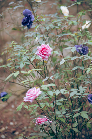 Colorful mix of violet, pink, red, creamy white roses blossom in Mai Chau, Hoa Binh, Vietnam, showy...