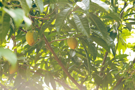 Upward view yellow canistel, cupcake fruit, eggfruit, Pouteria lucuma hanging on tree branch at...