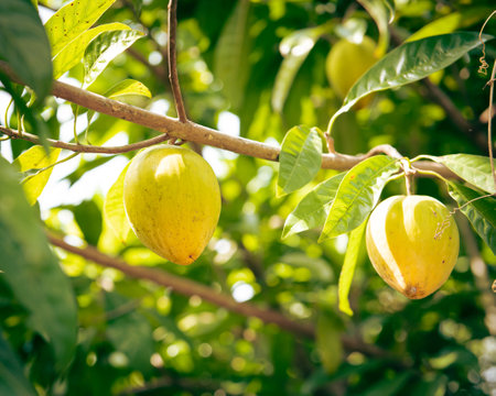 Pouteria lucuma fruits or canistel, cupcake fruit, eggfruit hanging on tree branch at tropical orchard in My Khanh, Can Tho, Vietnam, ripe organic grown campechiana, zapote amarillo, andean. Asiaの写真素材
